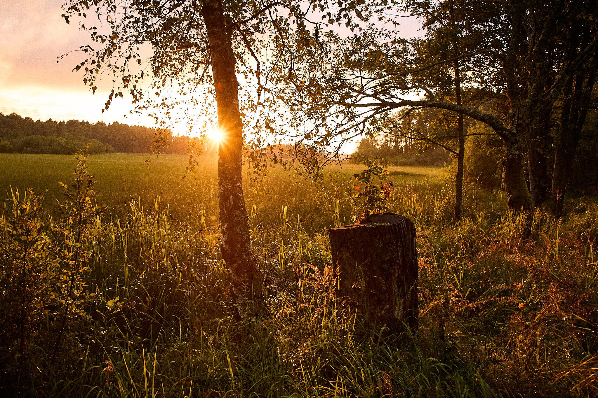 Stubbe i kvällsljus vid Öresjö