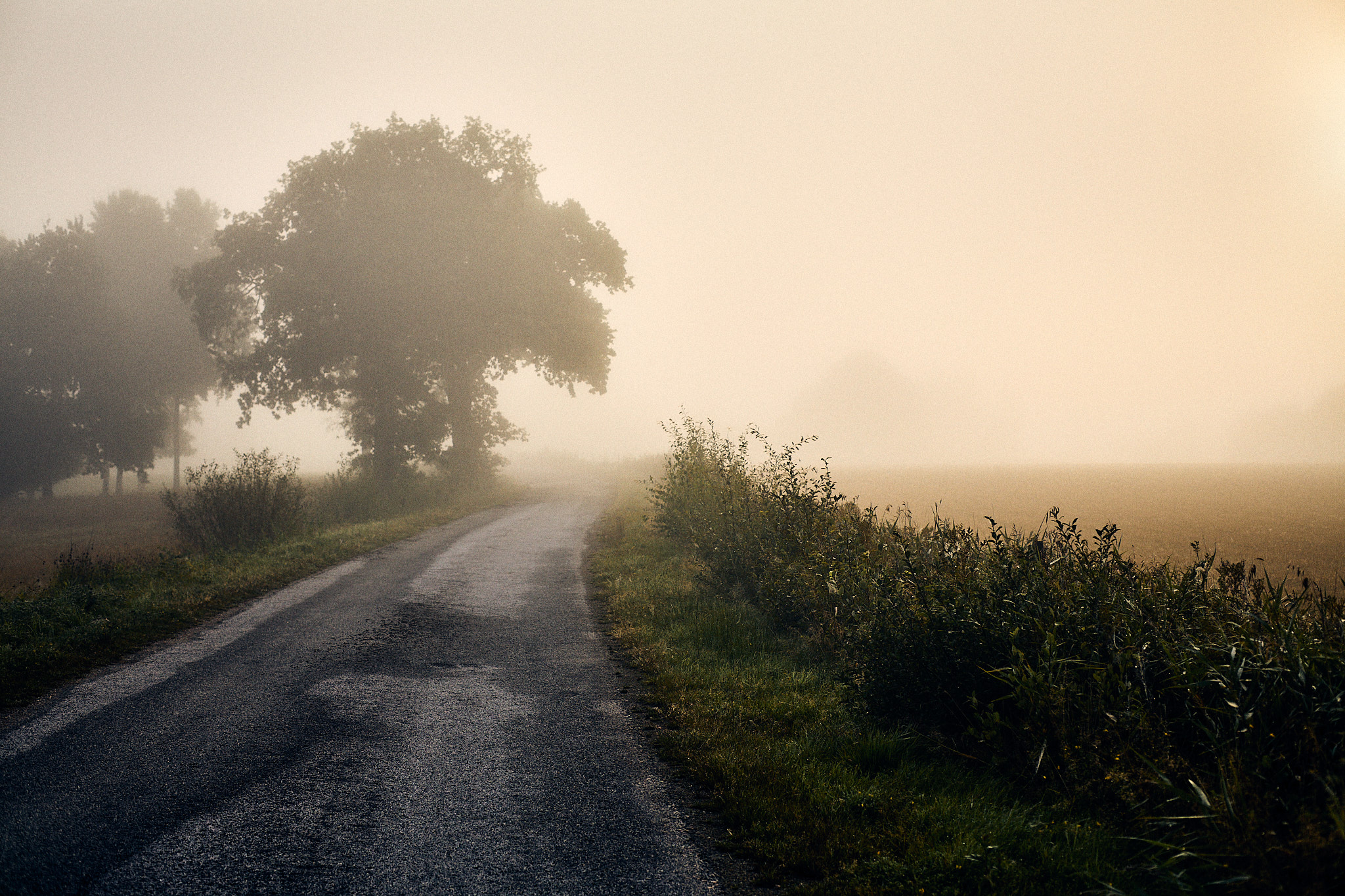Landsvägsträd i morgondimma