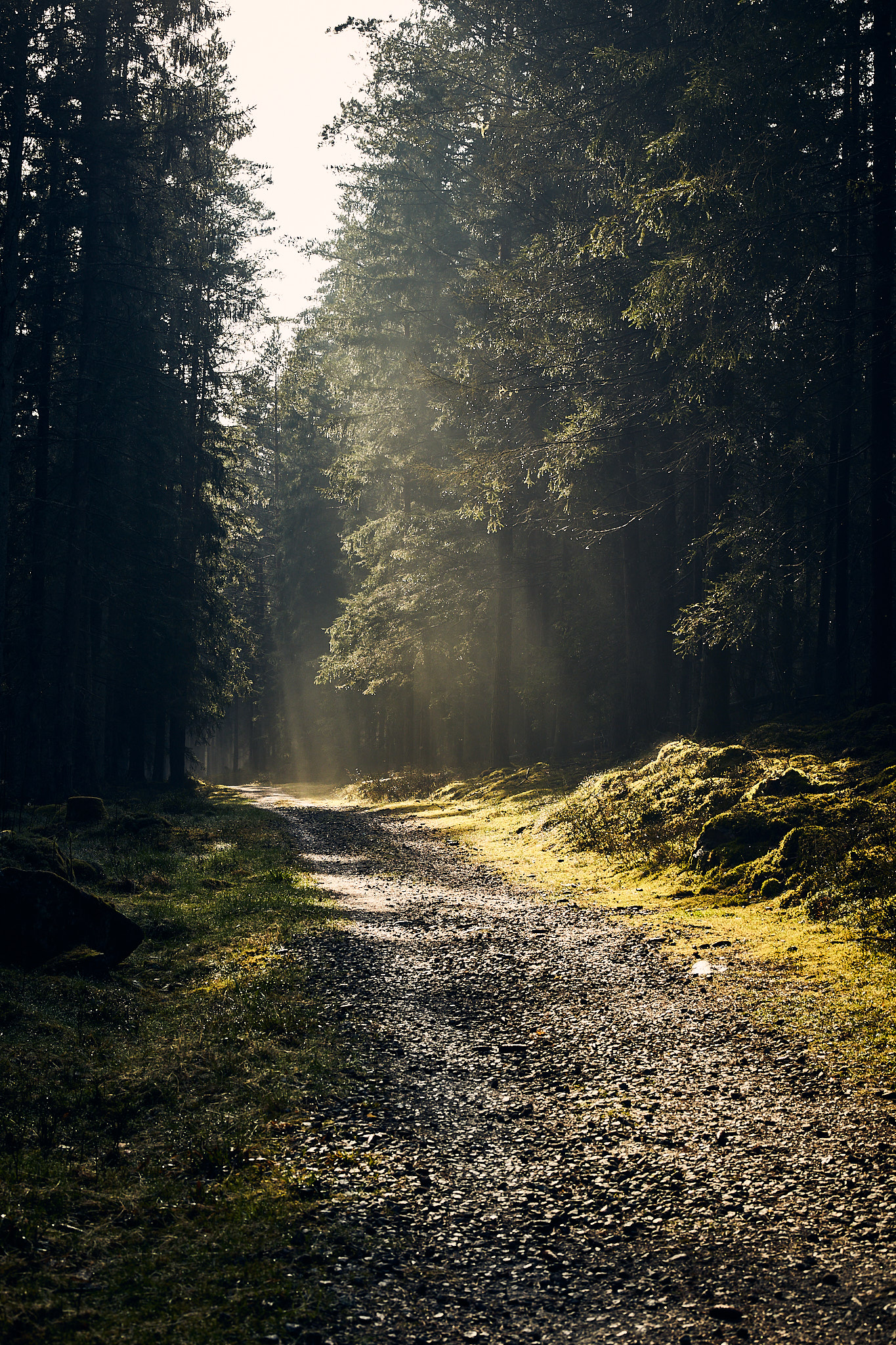 Ljusstrålar genom granskogen, Slätthult