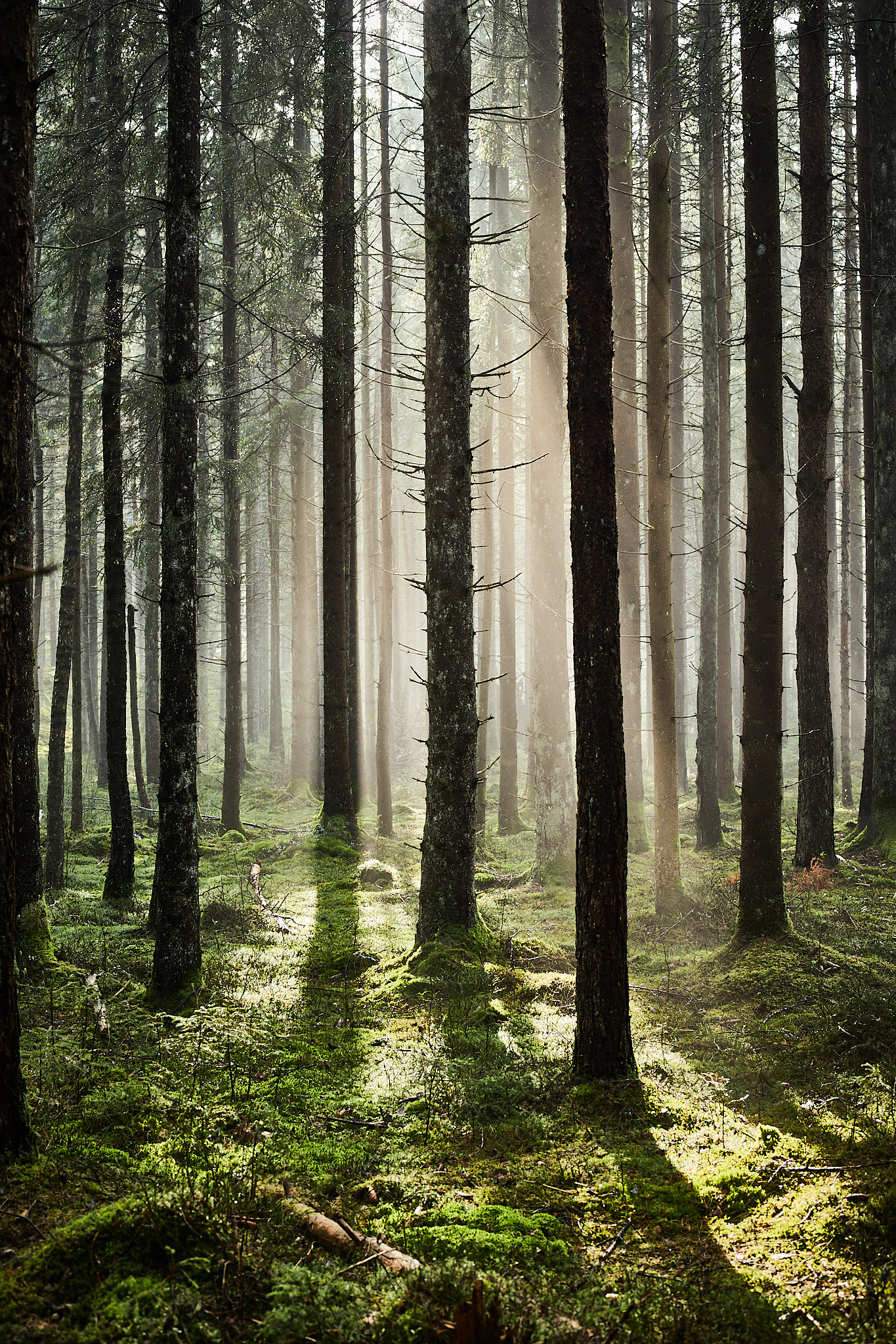 Morgondimma i granskogen, Slätthult