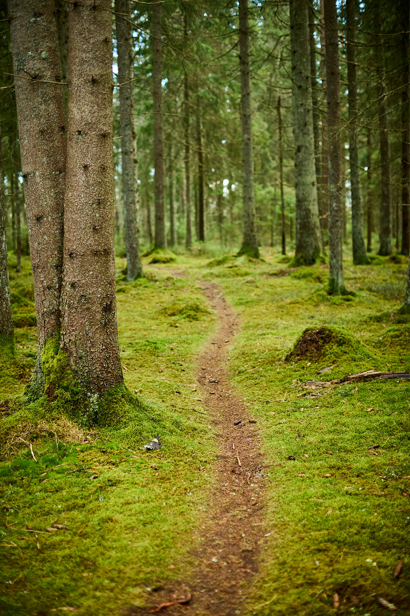 Mosstig genom granskogen, Slätthult
