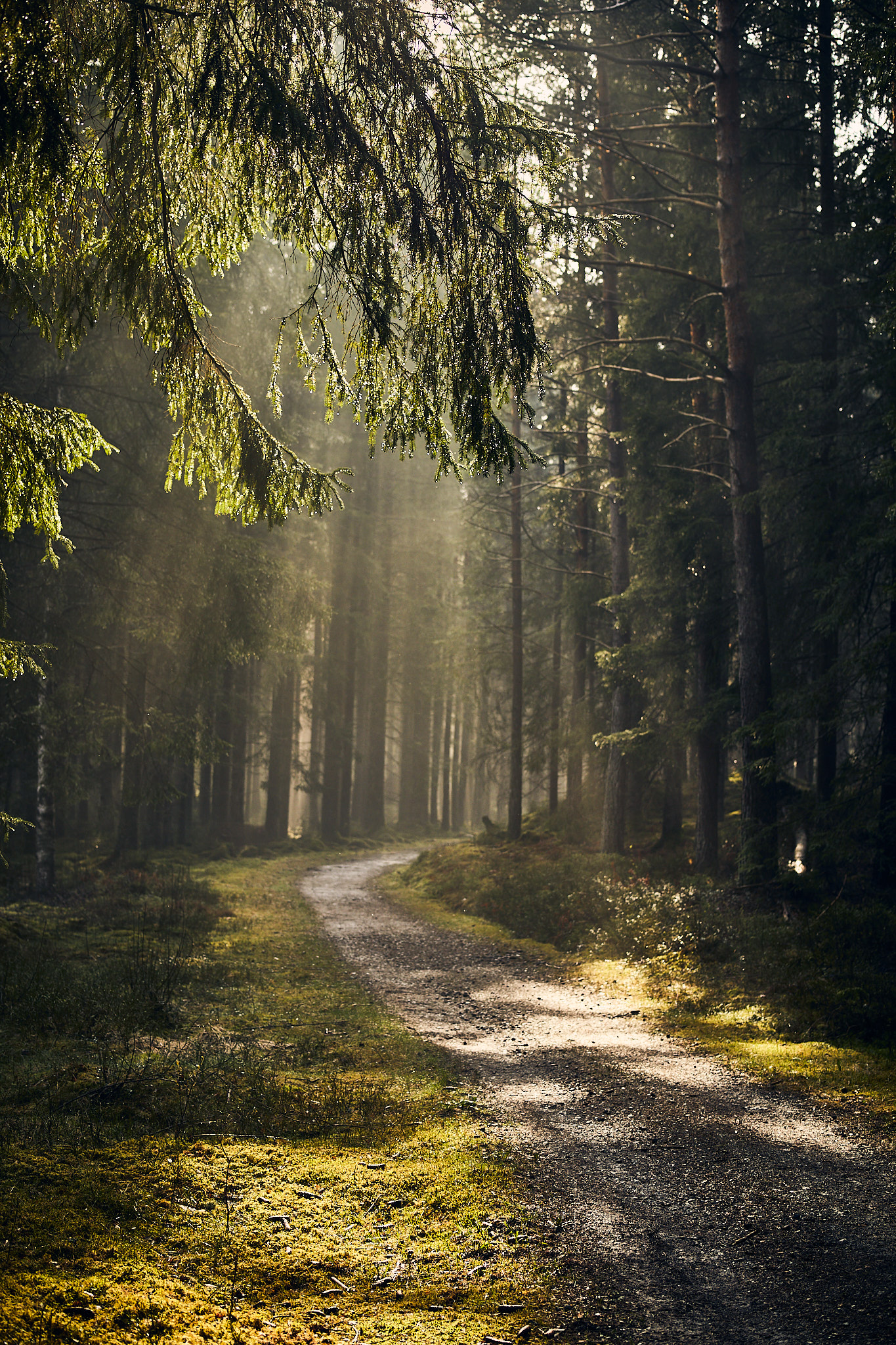 Skogsväg efter regn, Slätthult