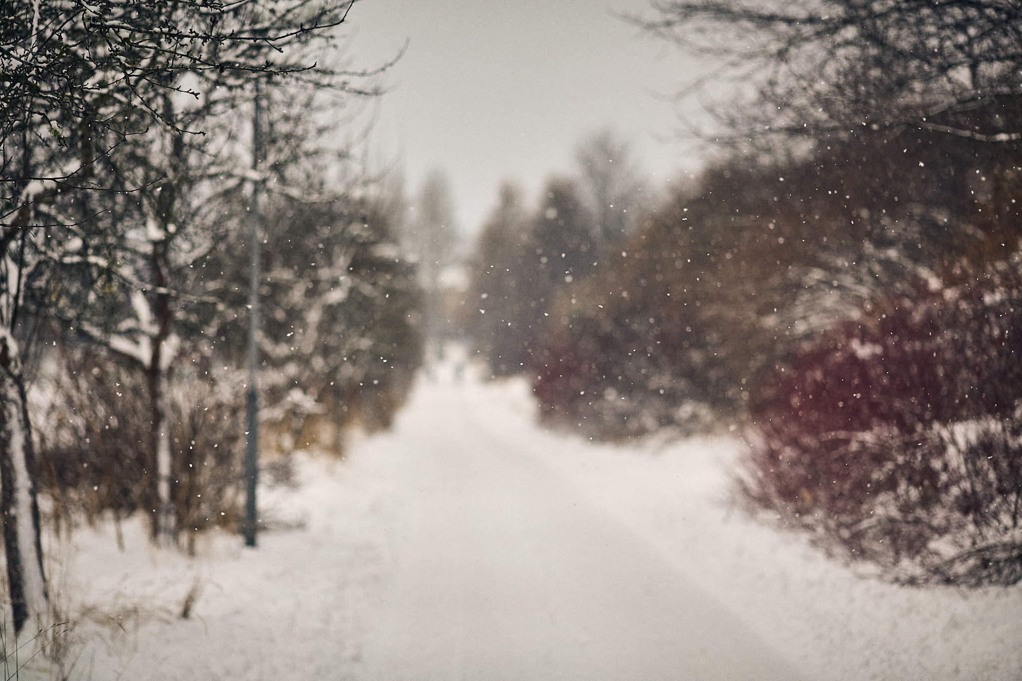 Snöfall vid Edsborgsstigen